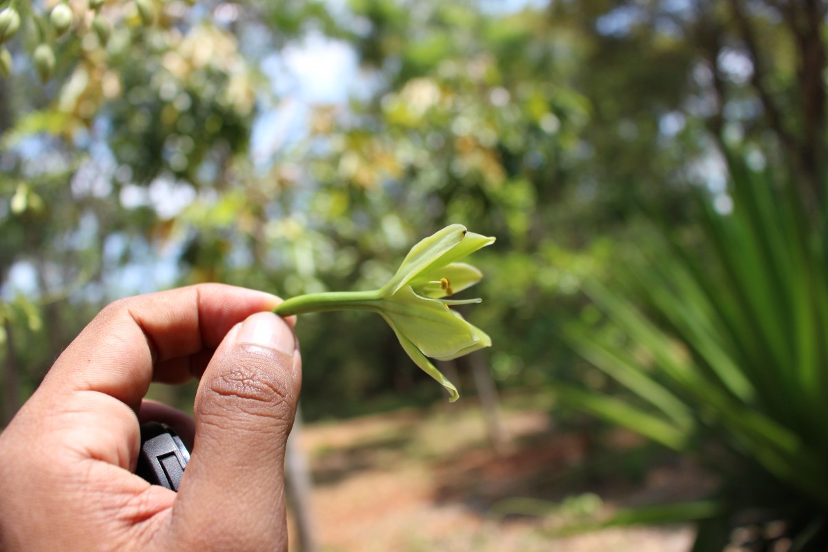 Furcraea foetida (L.) Haw.